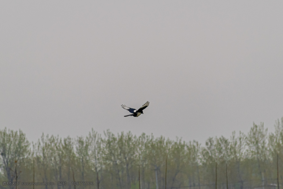 喜鹊 鸟类 雾 飞翔 壁纸 树林 天空 生物 生物世界