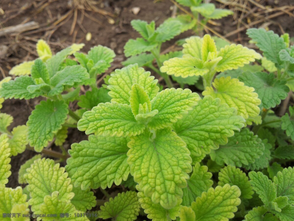 薄荷叶 薄荷草 香草 食物 生物世界 花草