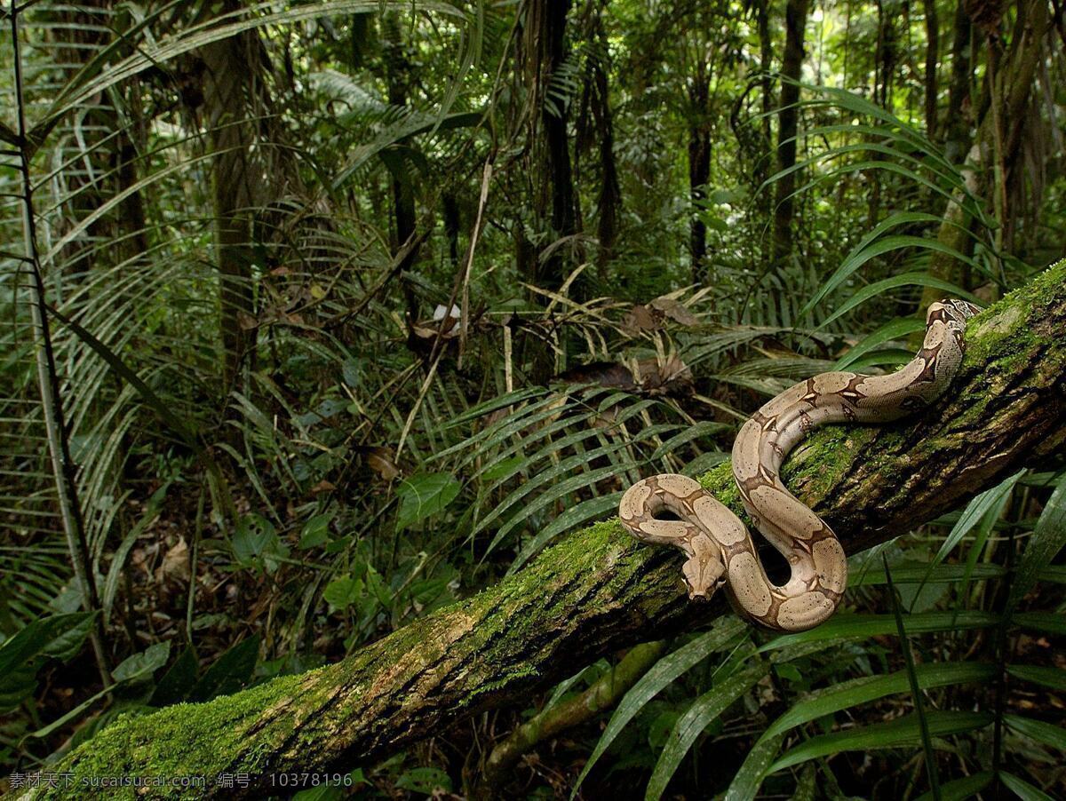 动物摄影 动物世界 摄影图 生物世界 蛇 森林 蟒蛇 丛林 热带雨林 图片专辑 野生动物