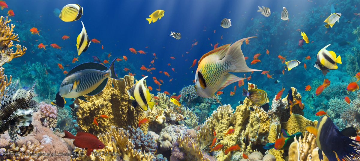 蓝色深海鱼群 深海 鱼 蓝色 海底 海底世界 珊瑚 自然风景 自然景观