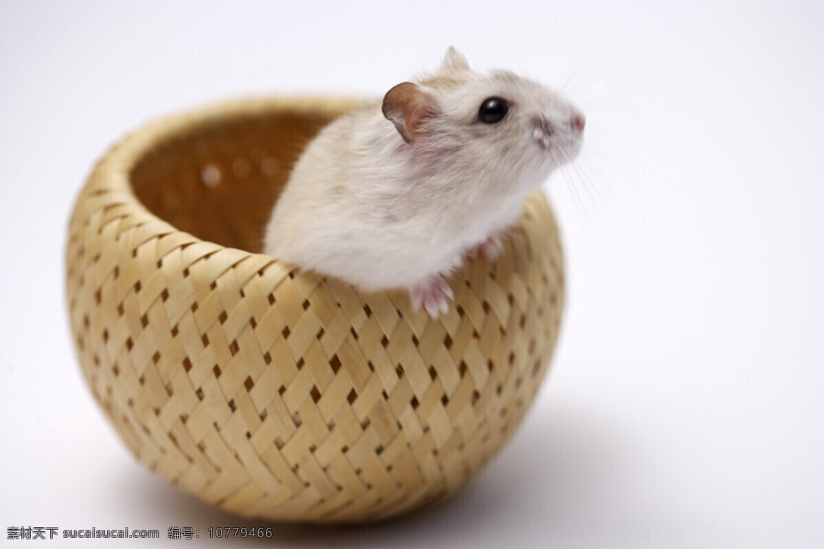 老鼠 小白鼠 竹篮里的老鼠 家禽家畜 生物世界