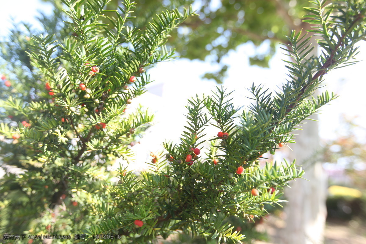 红豆杉照片 红豆杉 青豆杉 成熟红豆杉 青果红豆杉 杉树 图文素材 生物世界 树木树叶