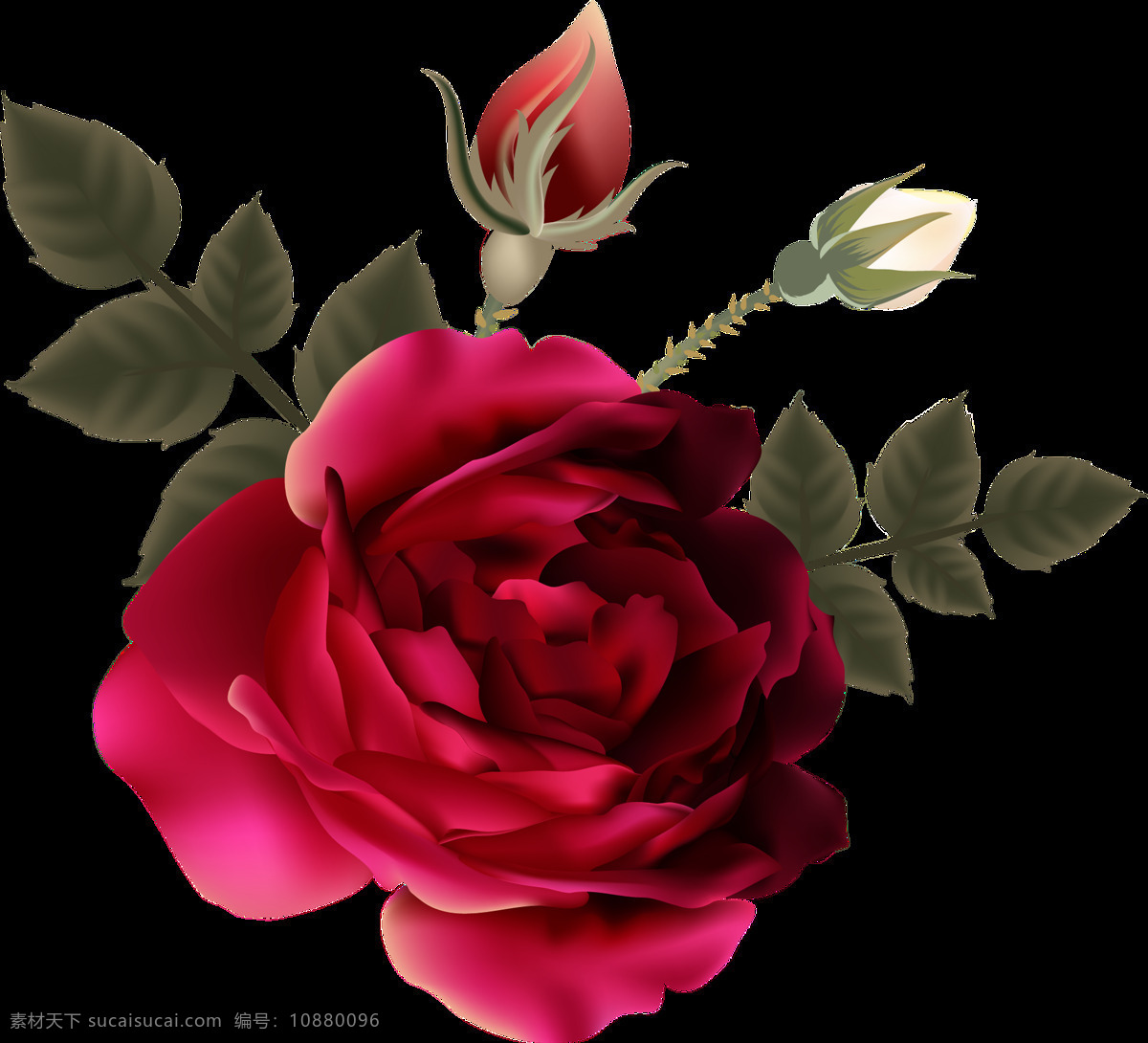 写实 玫瑰花 装饰 花苞 绿叶 月季树 植物