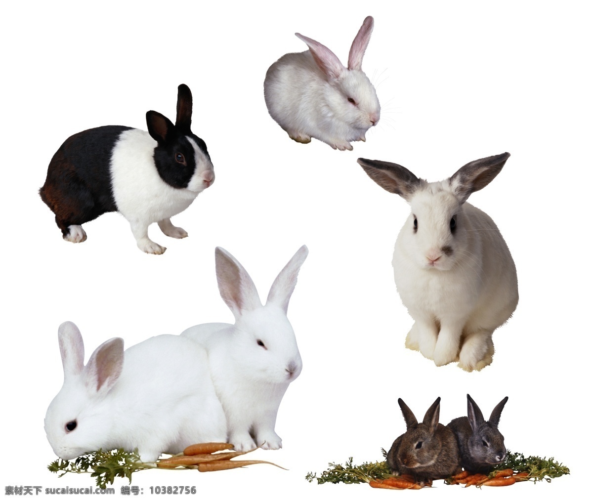 宠物 宠物兔子 萌兔 可爱兔子 兔子素材 兔子图片 兔子集合 兔子大全 兔子集锦 家兔 灰兔 白兔