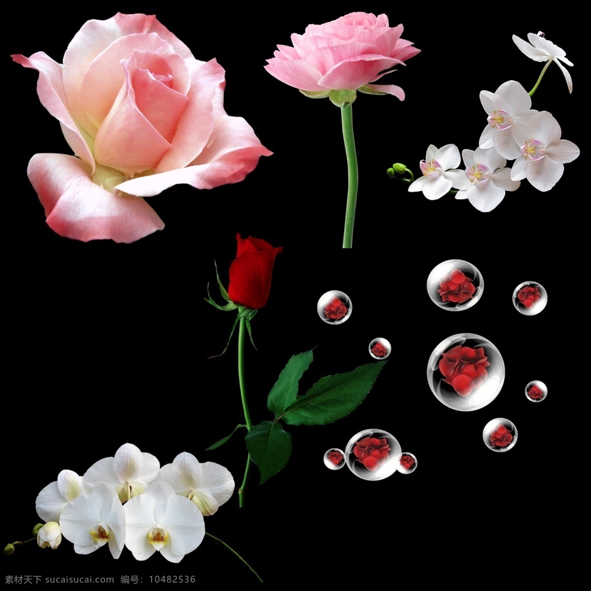 分层 花朵 花朵素材 玫瑰花 漂亮的花 源文件 蝴蝶兰 模板下载 蝴蝶兰市 psd源文件