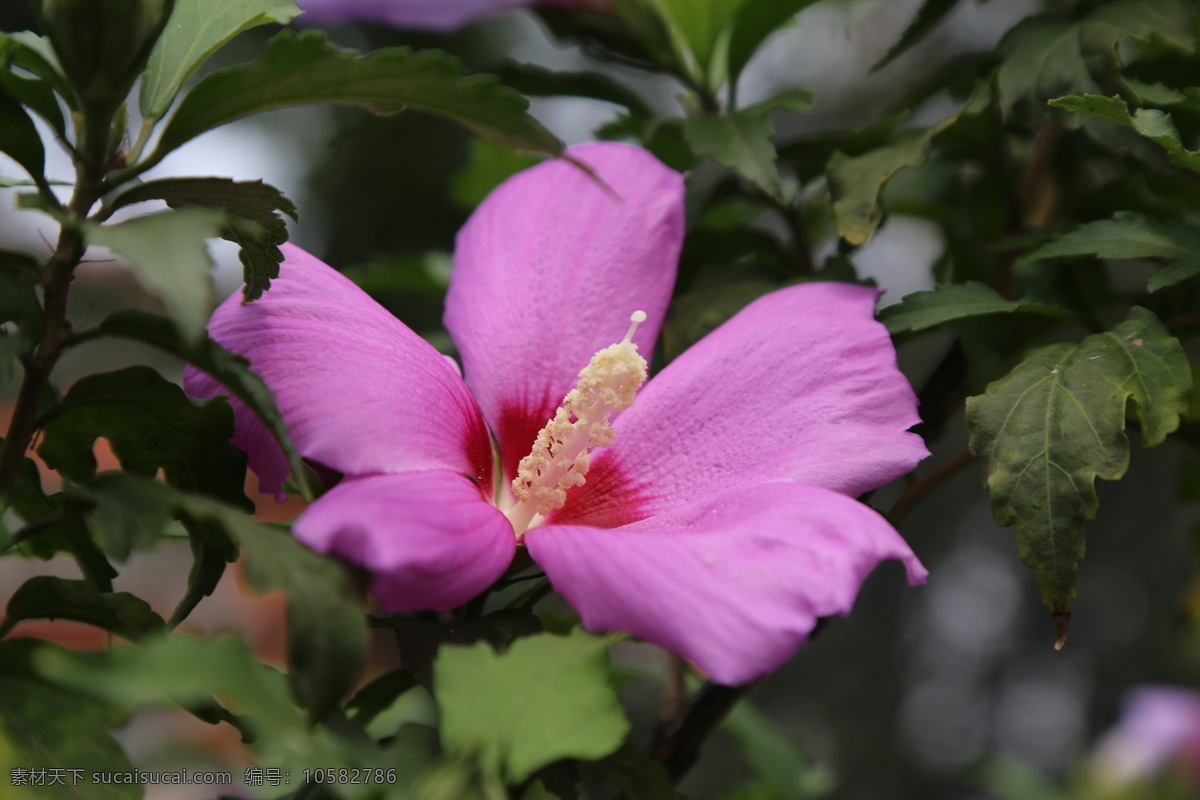 木槿花 木槿 无穷花 花卉 花儿 花草 植物 园林绿化 绿化景观 装饰画 木槿木槿花 生物世界