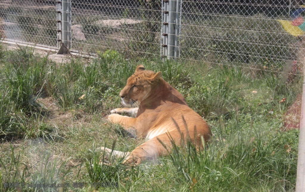 野生 动物园 狮虎 兽 狮虎兽 动物 野兽 野生动物 生物世界