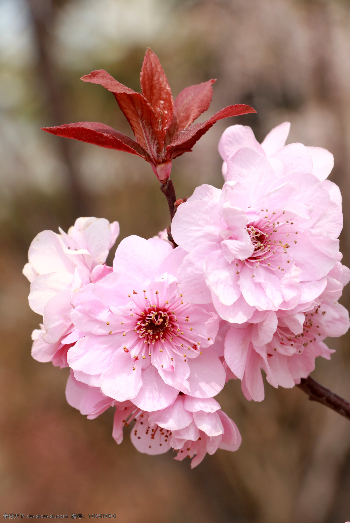 春天 绽放 美丽 花瓣 赏花 粉红花 花园 景观 粉色 户外 粉色樱花 花苞 花卉 开花 盛开鲜花 榆叶梅 梅花 桃花 生物世界 花草