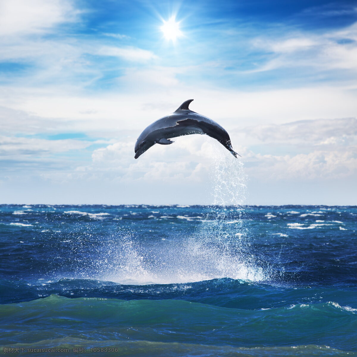 海洋 海豚 高清 可爱 大海 海水 海景