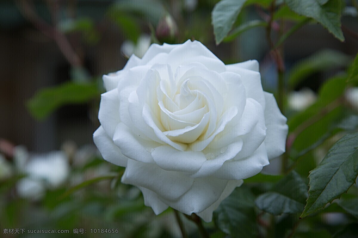 白色 月季花 高清 白色花朵 唯美月季 月季 鲜花