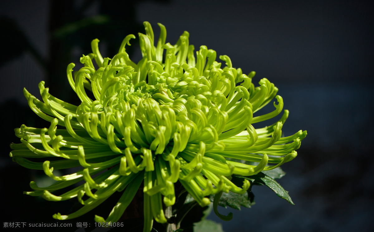 金秋 怒放 菊花