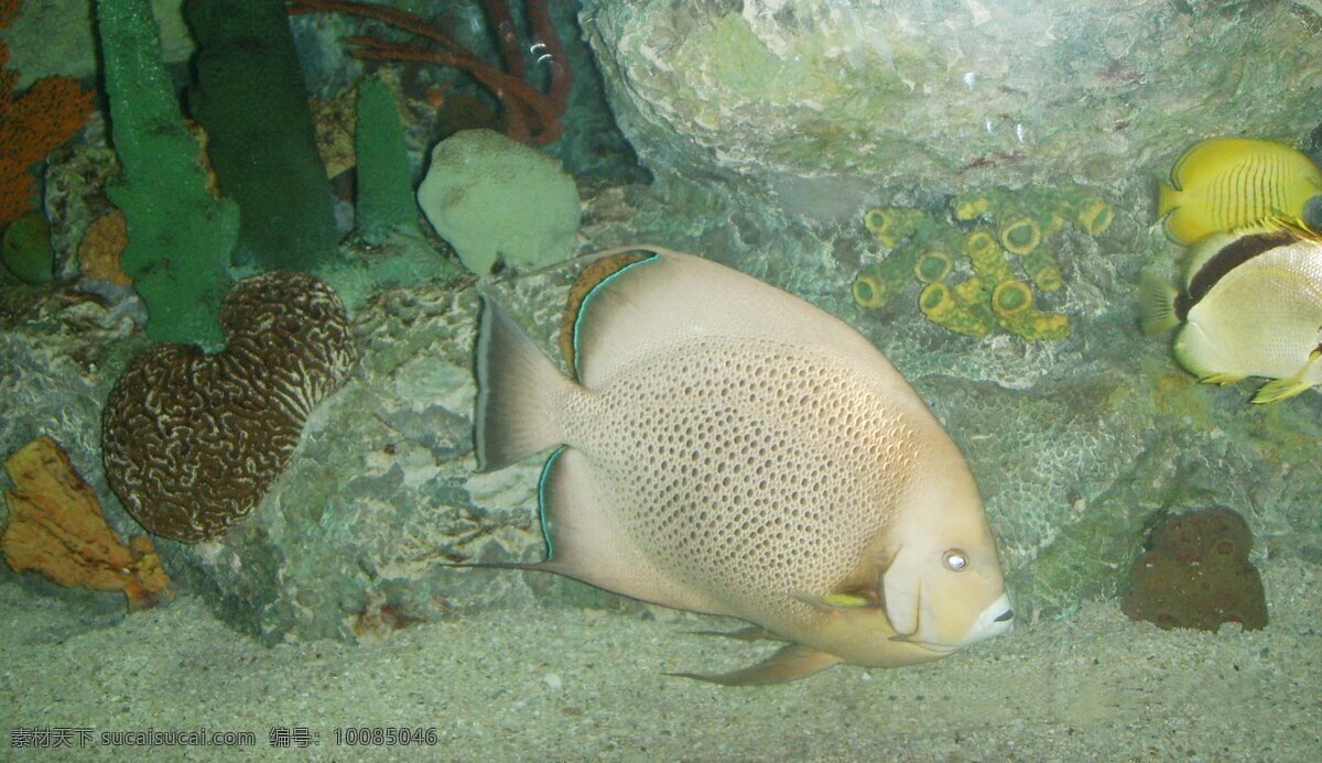 鱼类 海底世界 海水 生物世界 鱼