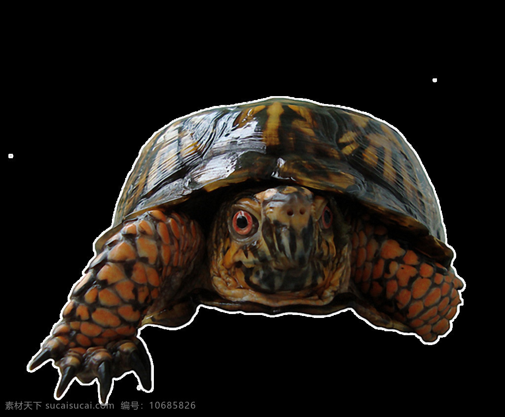 爬行 乌龟 正面图 免 抠 透明 乌龟照片 宠物乌龟 小乌龟图片 可爱乌龟 乌龟素材 乌龟海报图片