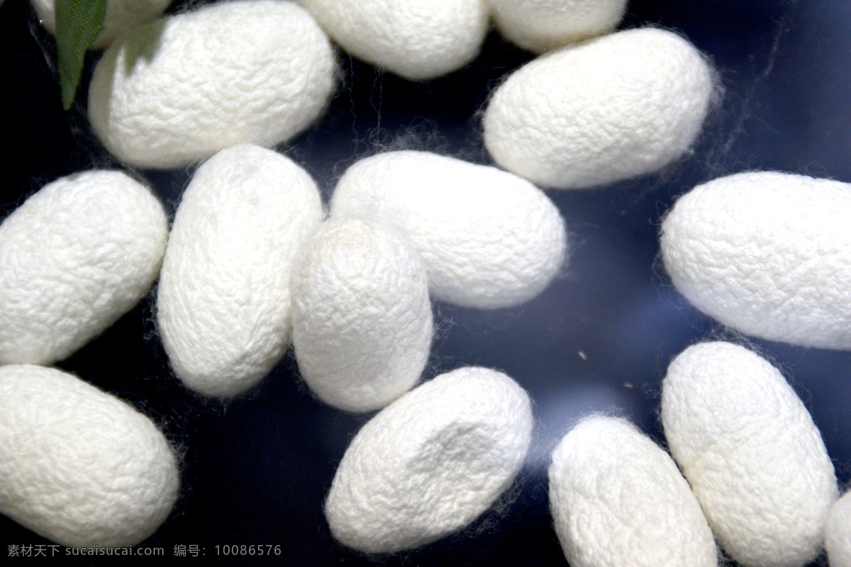 蚕茧丝丝 丝 丝绸材料 白色丝绸 蚕丝 生物世界 昆虫