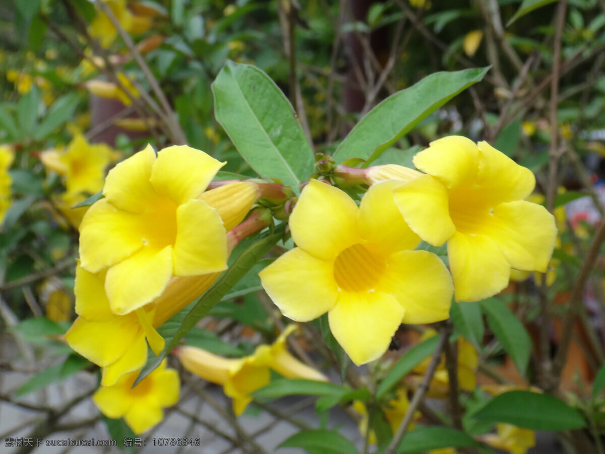 花卉 摄影图片 春季 花草 花卉摄影 黄花 生物世界 鲜花 自然 黄蝉 psd源文件