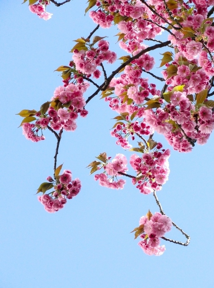 樱花 粉色 天空 阳光 春天 生物世界 花草