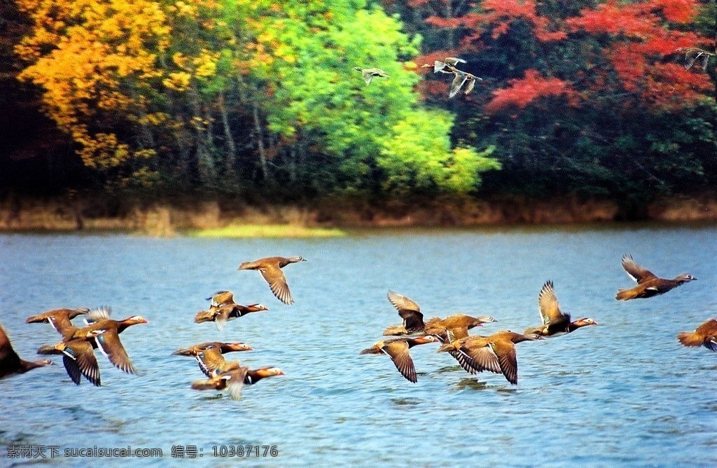 鄱阳湖 候鸟 迁徙 生态 大自然 湖面 湖水 旅游 风光 飞鸟 山水风景 自然景观