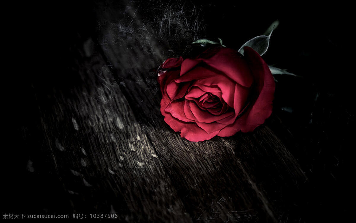 花 玫瑰 鲜花 花卉 花朵 玫瑰花 红玫瑰 粉红玫瑰 微距摄影 花的微距 红花 玫瑰特写 花草摄影 植物 生物世界 花草