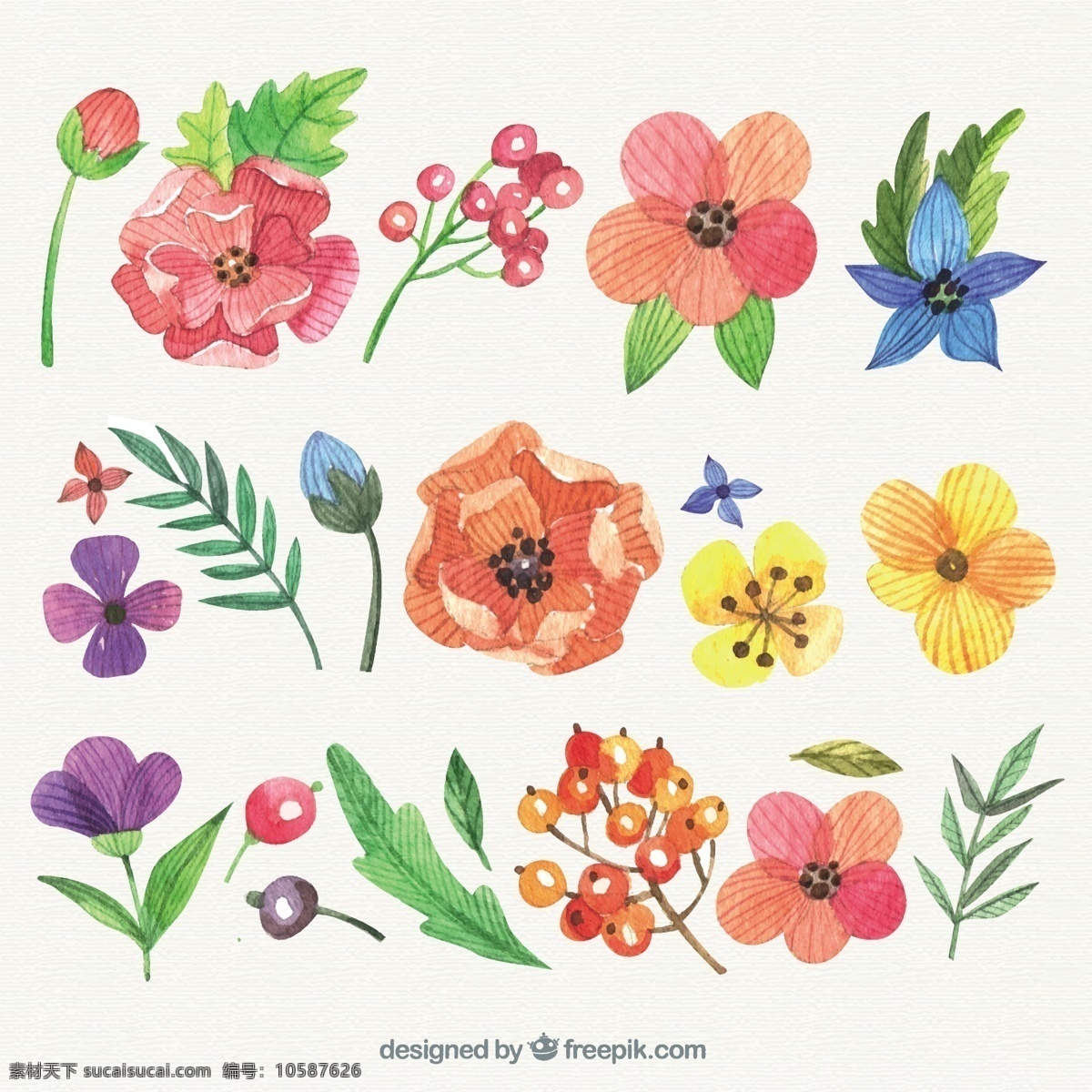 手绘花卉品种 花卉 水彩 鲜花 自然 油漆 天然 手工 手绘 品种繁多 植被