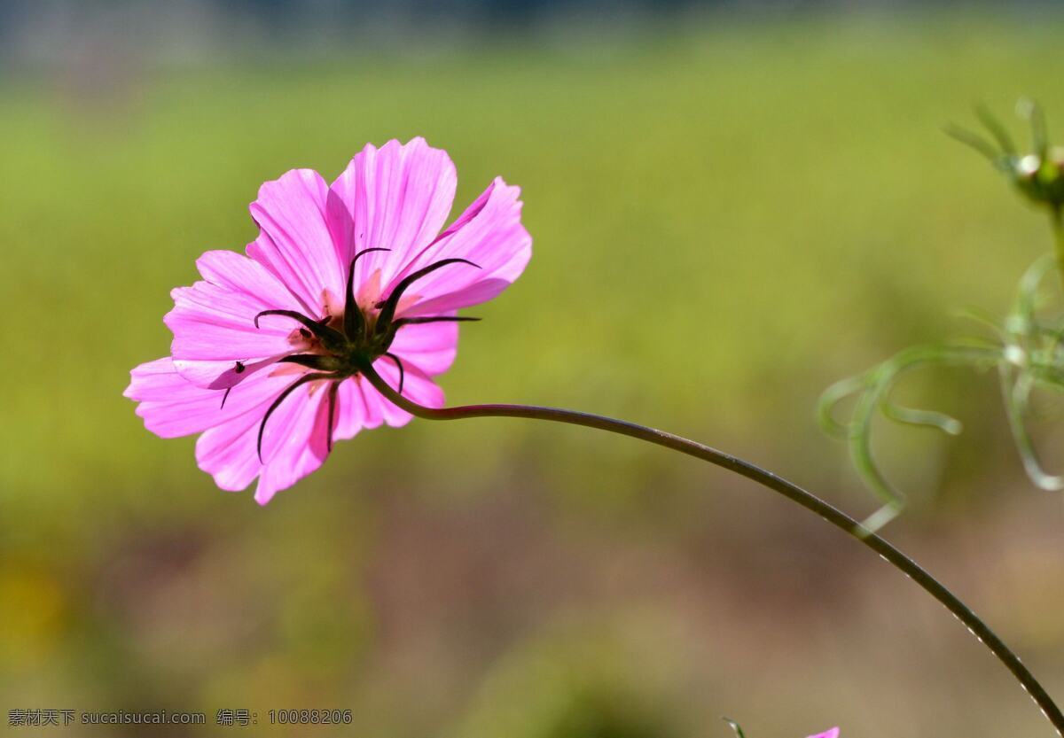 唯美 花 植物 自然 鲜花 花卉 花朵 格桑花 格桑 纯洁 生物世界 花草 黄色