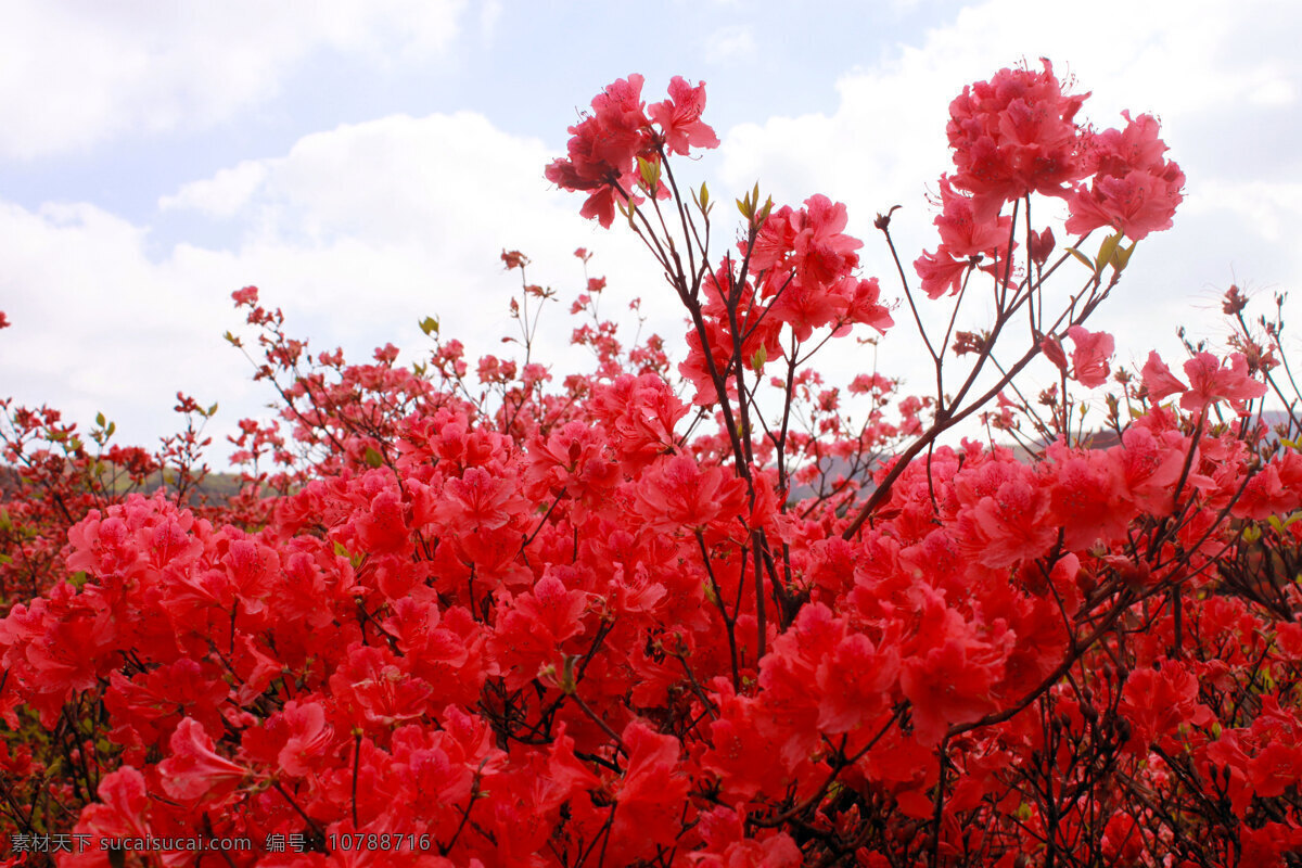 浏阳 大围山 杜鹃花 花海 海报 背景 电脑桌面 壁纸 生物世界 花草