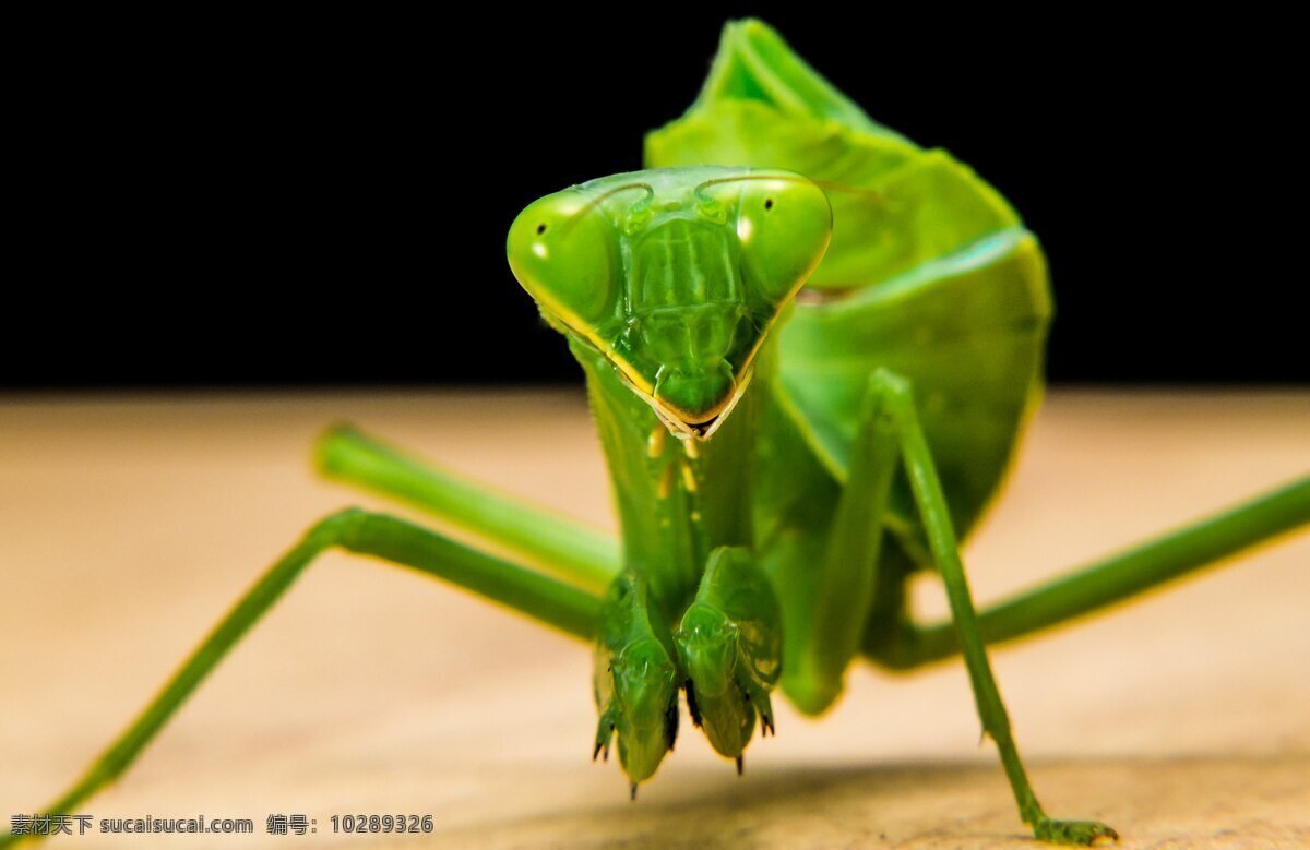 螳螂 昆虫螳螂 螳螂摄影 一只螳螂 斗螳螂 螳螂特写 昆虫 动物 生物世界