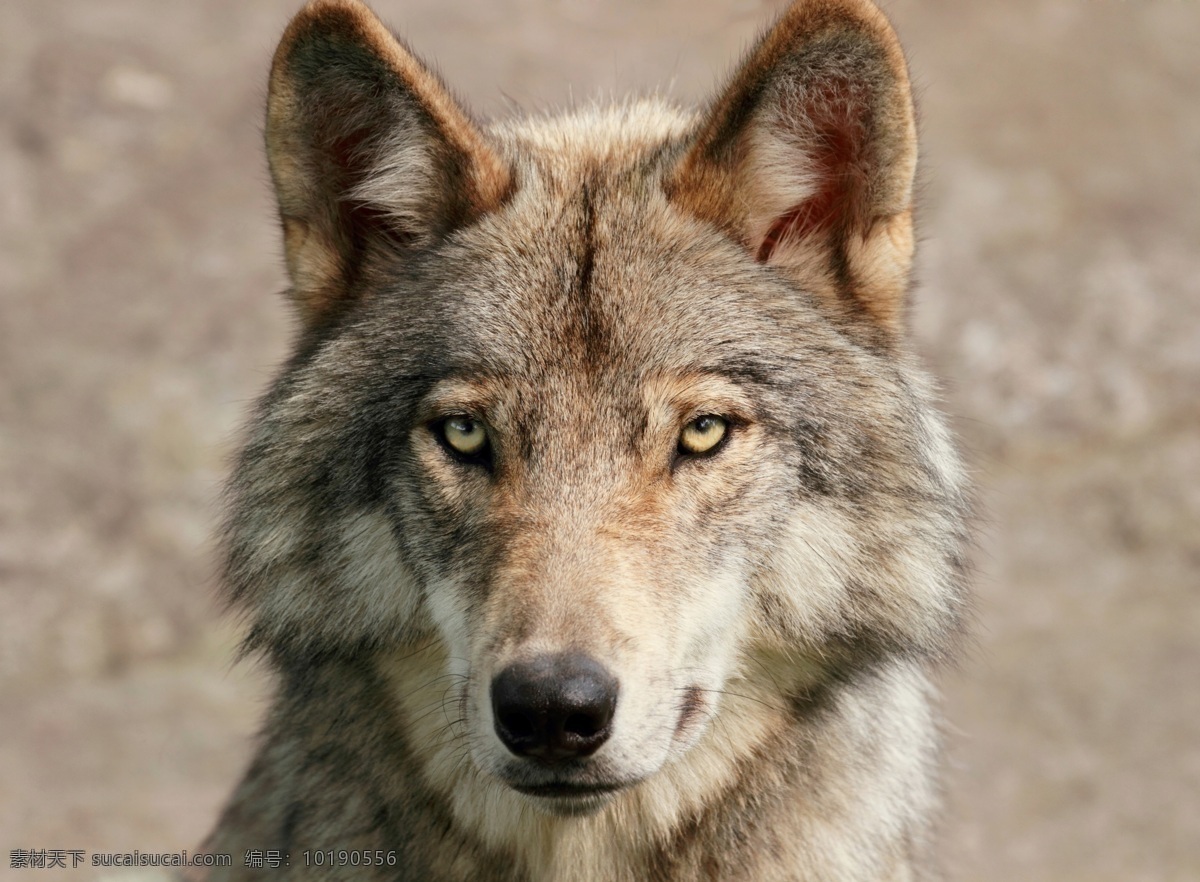 野狼 狼 灰狼 野生动物 珍贵动物 大灰狼 生物世界