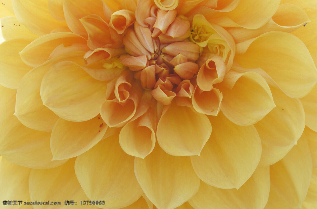 花瓣 特写 花 鲜花 黄色花瓣 花瓣特写 细腻 唯美 花蕊 花草树木 生物世界