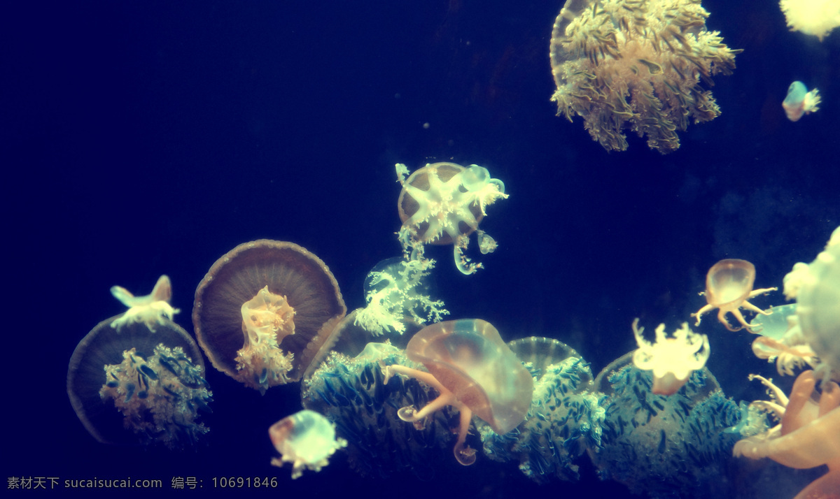海底 种类 丰富 水母 海洋 海底世界 海洋生物 蓝色背景