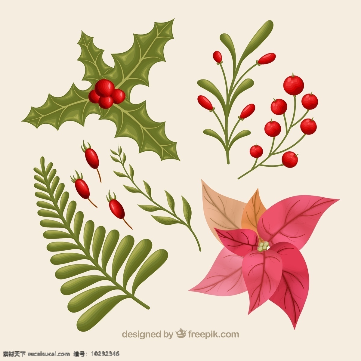款 彩色 圣诞节 植物 枸骨 一品红 松枝 浆果 冬青 文化艺术 节日庆祝