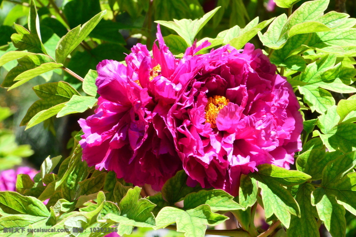 牡丹花 牡丹 观赏花卉 鼠姑 木芍药 百雨金 洛阳花 花朵 花瓣 花蕊 花卉 花儿 花草 植物 园林绿化 绿化景观 芍药牡丹 生物世界