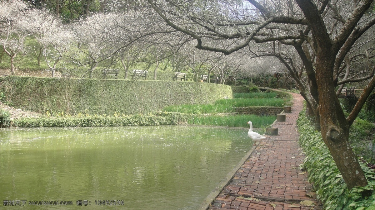 春意盎然 春天 湖水 绿色 山水风景 鸭子 樱花 自然景观 psd源文件