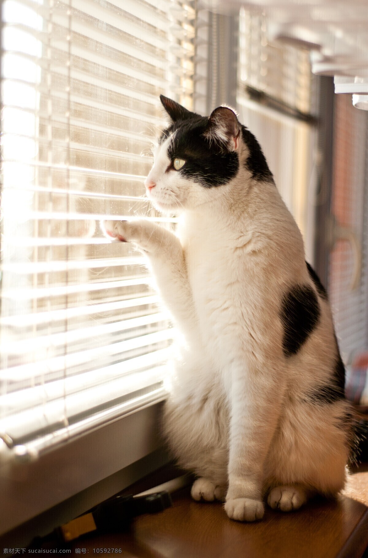 宠物猫图片 喵 猫咪 宠物 萌宠 家猫 动物 可爱 萌猫 小猫 宠物猫 喵星人 可爱的动物 生物世界 家禽家畜