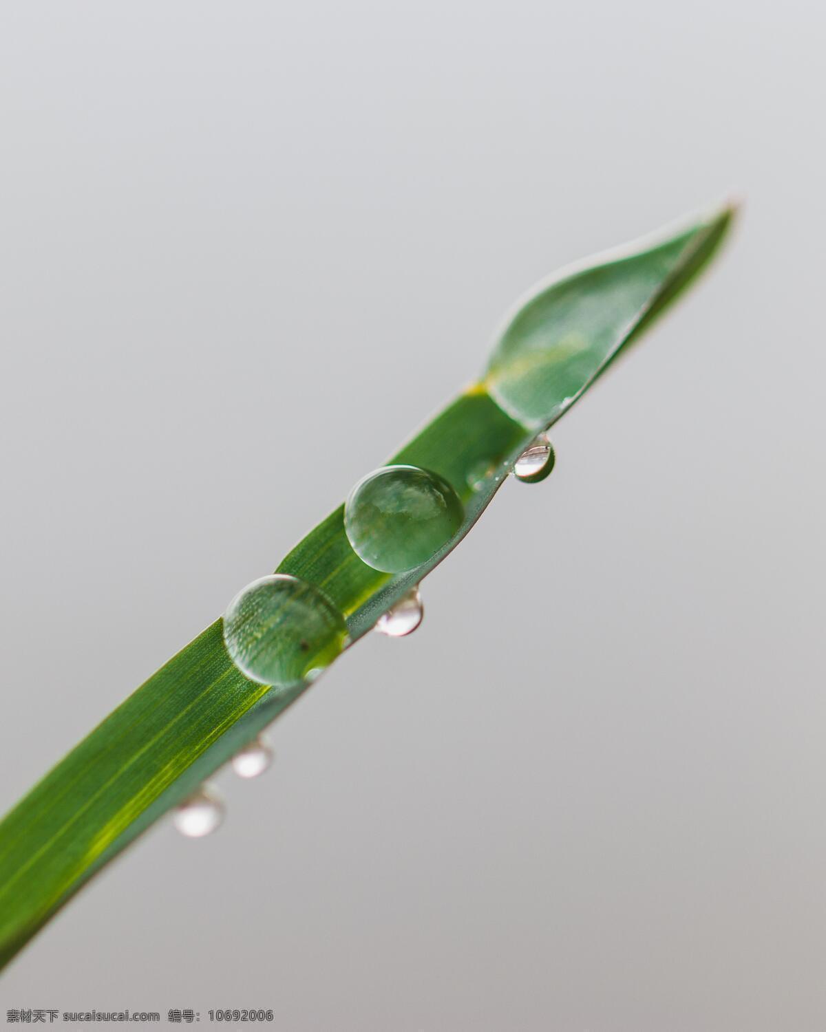 叶子露珠 叶子 露珠 草叶 草 叶片 水滴 水珠 特写 局部 露水 微距 焦点摄影 焦点 生物世界 花草