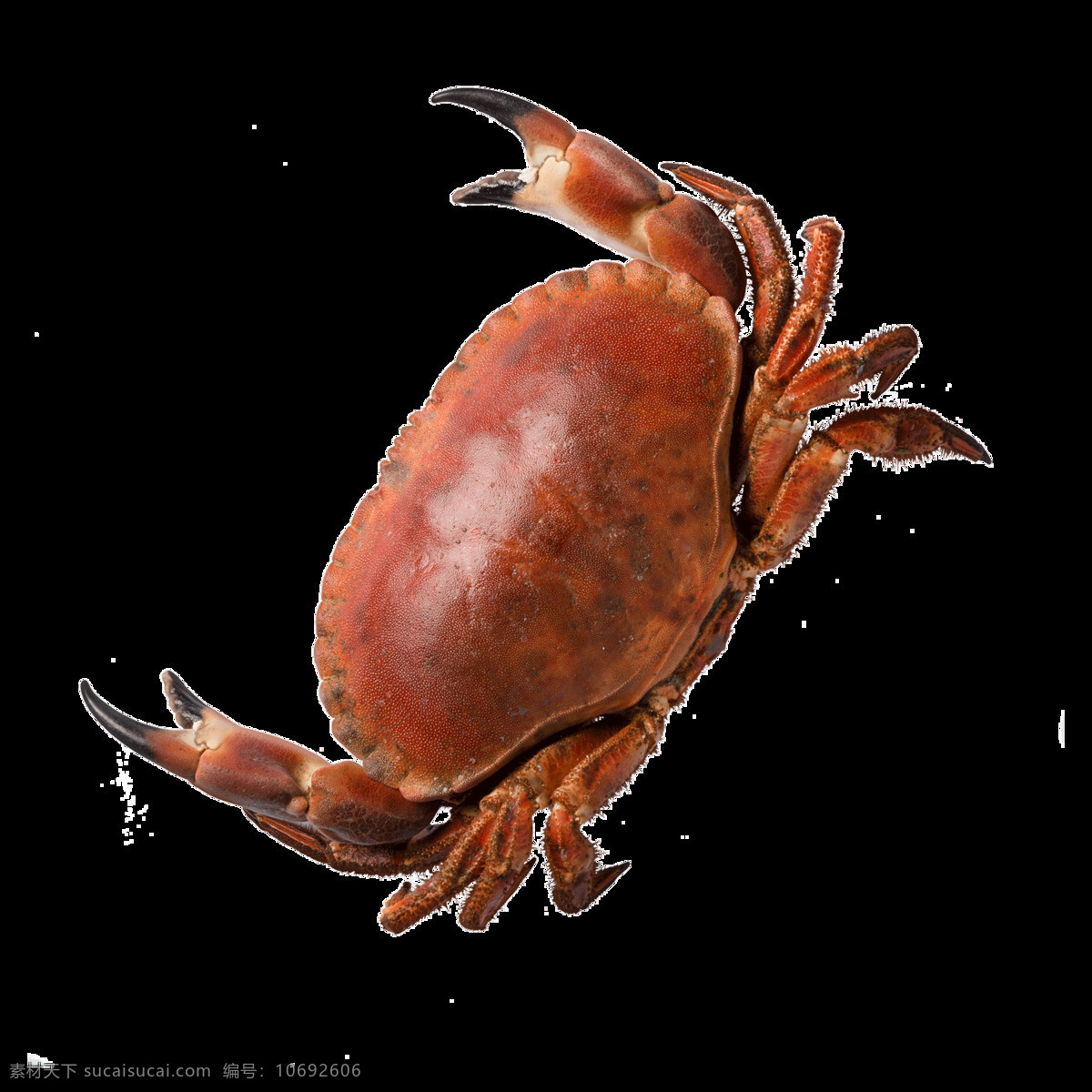 新鲜 红焖 螃蟹 元素 食物 海鲜 红焖大蟹 免抠