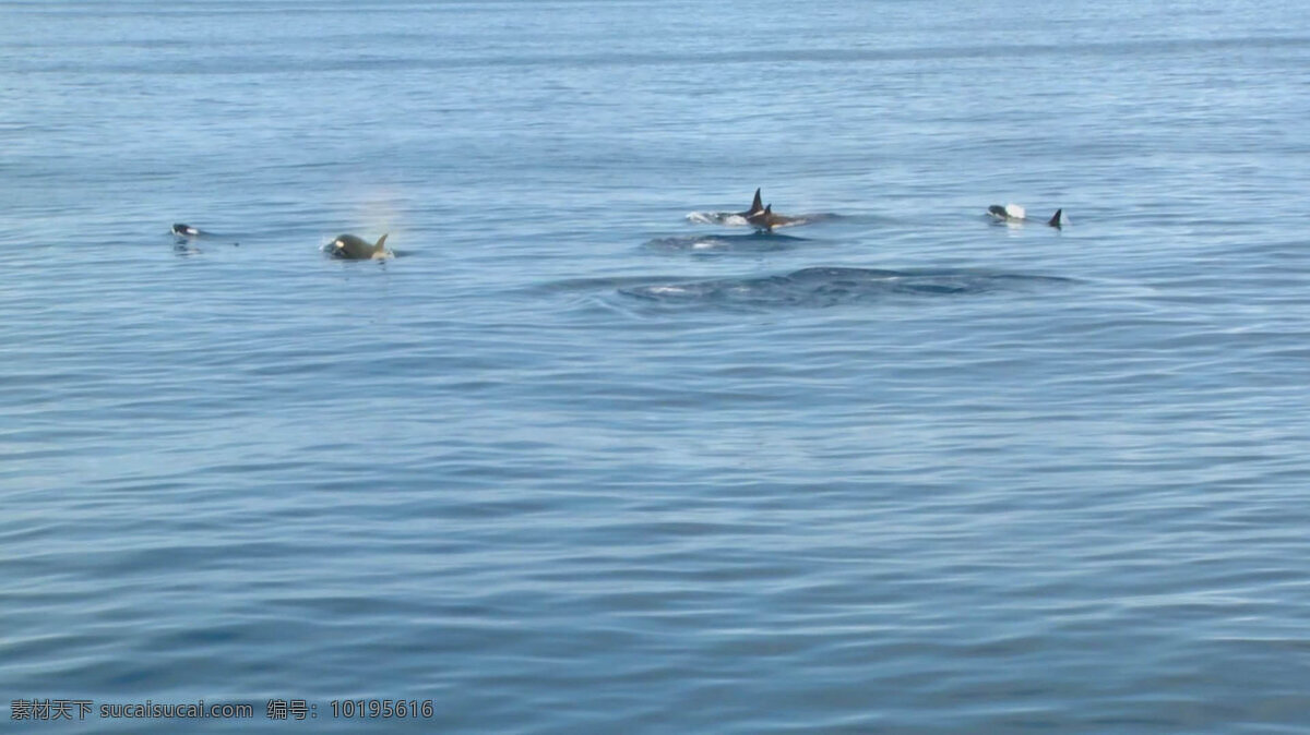 逆戟鲸 pod 动物 自然 虎鲸 鲸鱼 豆荚 组 包 游泳 野生动物 海洋 冰岛 北极的 大西洋 海 水 看鲸鱼 船 旅游 吸引力