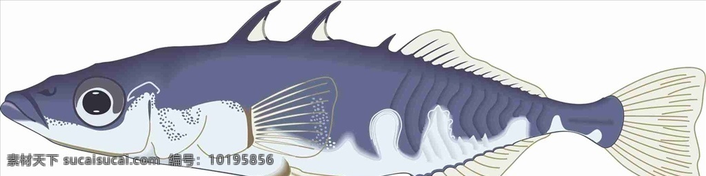 三文鱼 海洋鱼 手绘 矢量 生物世界 鱼类