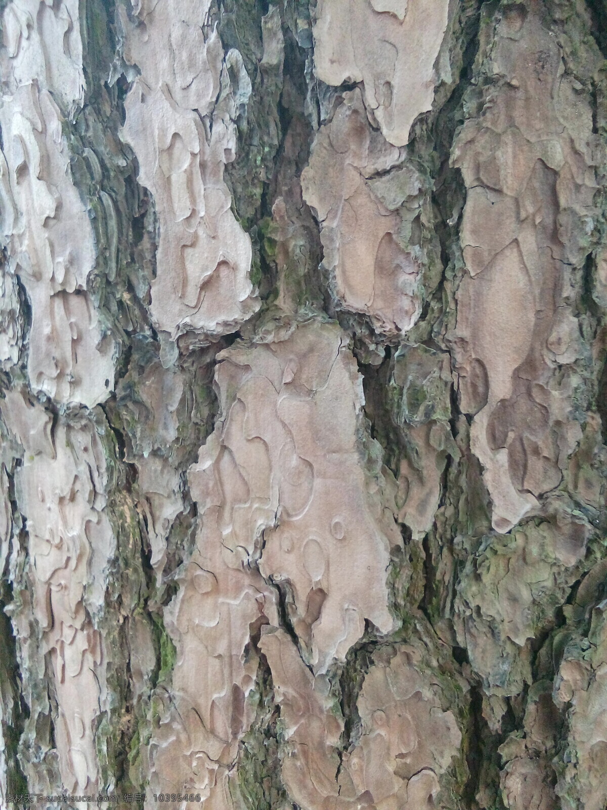 松树皮 静物 自然 自然风景 松树 自然素材 树 树干 松树纹理 树皮 生物世界 树木树叶