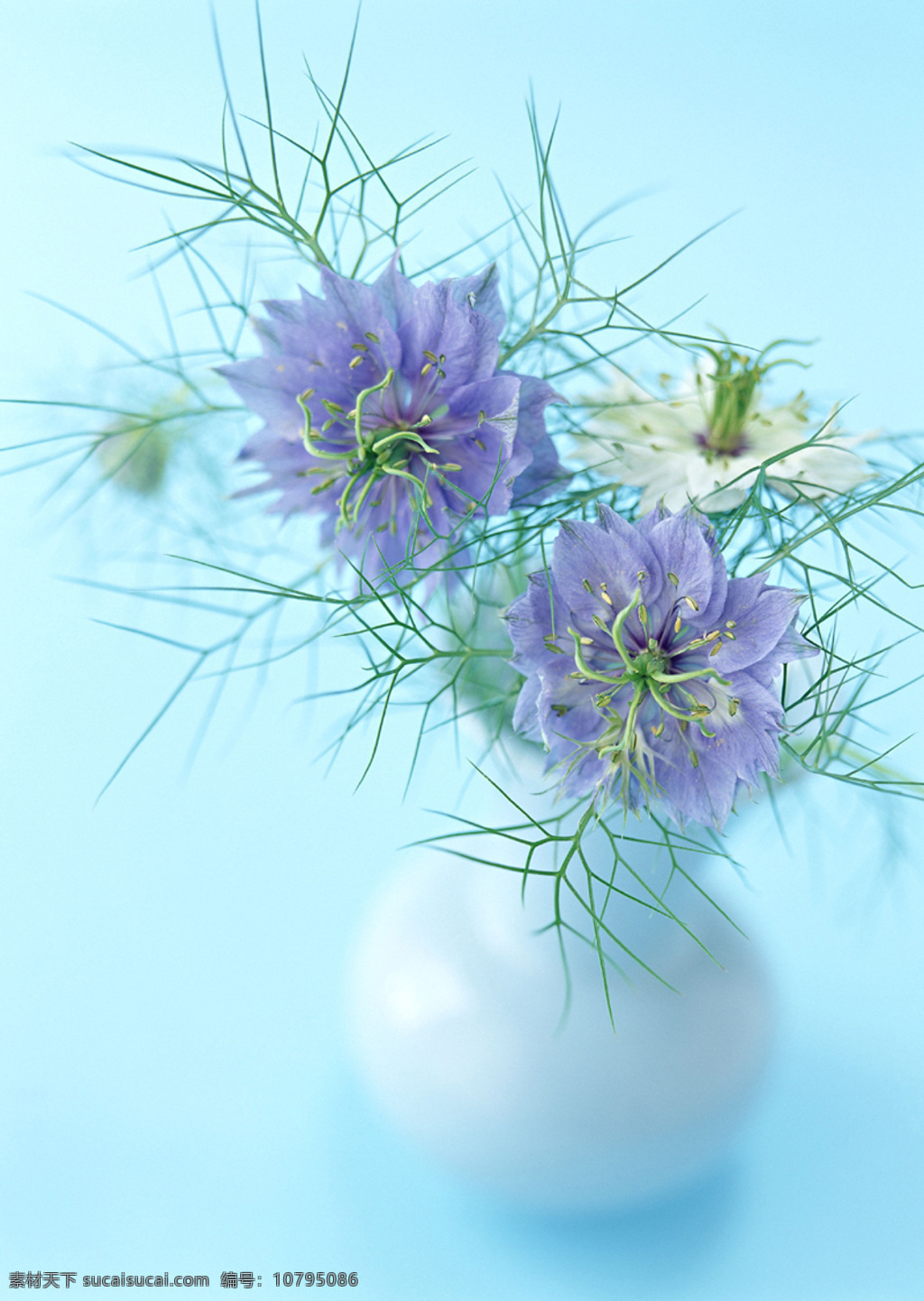 花 装饰 陶瓷 瓷花瓶 鲜花 紫色花 紫色 花草 装饰花 生活百科