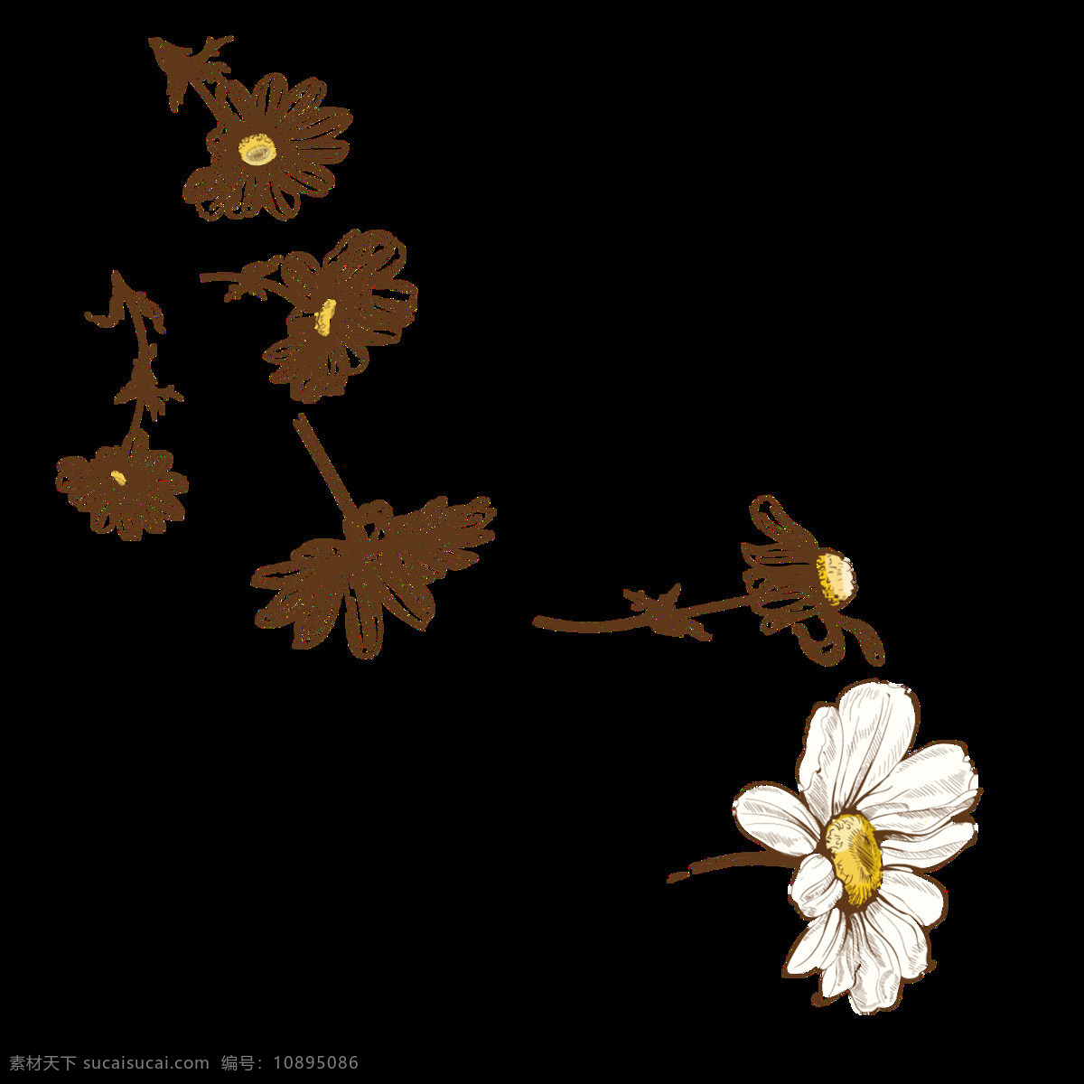 清新 浅色 手绘 菊花 装饰 元素 黄色花蕊 植物 装饰元素