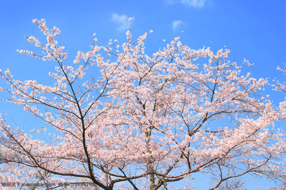 盛季 櫻 花 開 花瓣 日本 櫻花 樹枝 櫻花樹 风景 生活 旅游餐饮