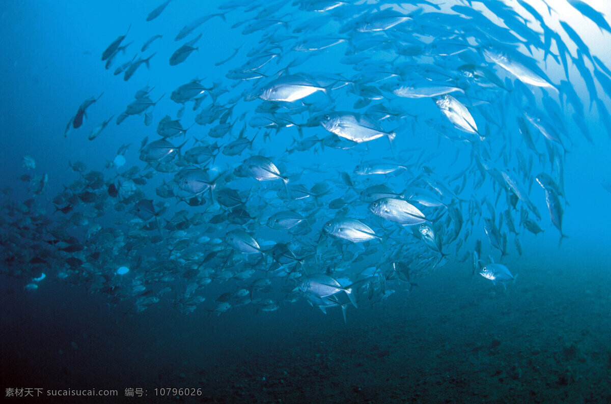 海底世界 海底乐园 海底游鱼 海洋壁纸 海底背景 海洋生物 美丽海洋 梦幻海底 海底鱼群 海底阳光 观赏鱼 游鱼 潜水 水下摄影 海底 海鱼 珊瑚 海洋 海草 大海 海水 鱼 小鱼 鱼群 鱼类 生物世界