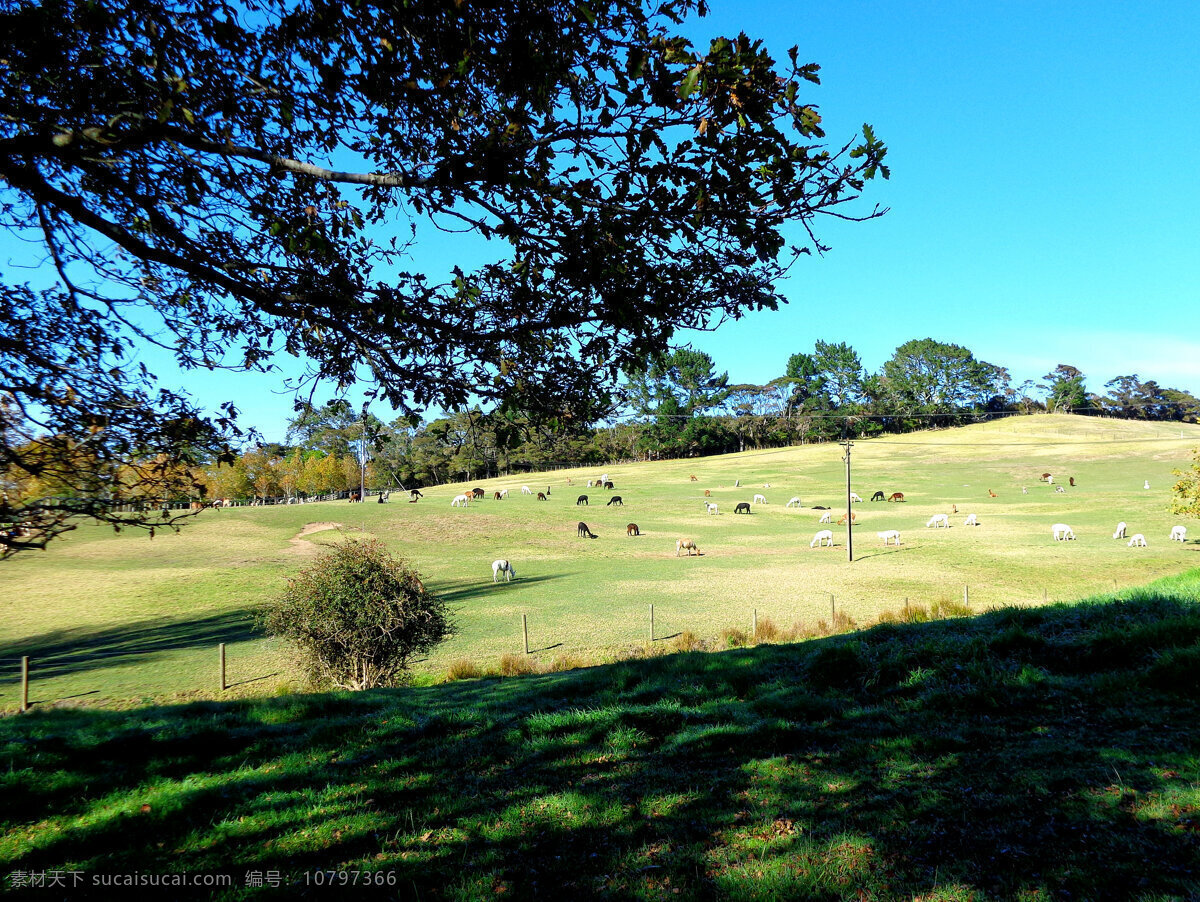 新西兰 牧场 风景 蓝天 白云 山坡 绿树 绿地 草地 驼羊群 新西兰风光 旅游摄影 国外旅游