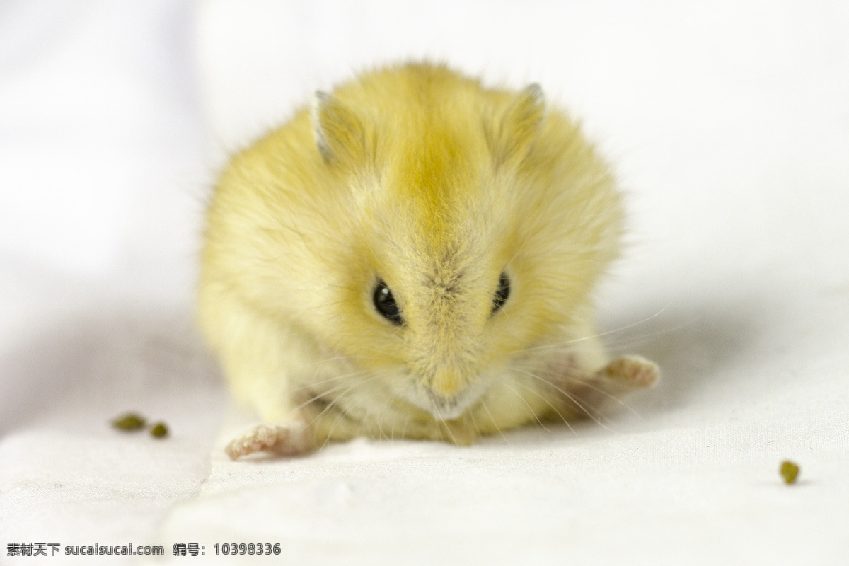 可爱的小仓鼠 鼠 可爱的 小仓鼠 老鼠 宠物 小老鼠 动物 小动物 鼠类 生物世界 其他生物