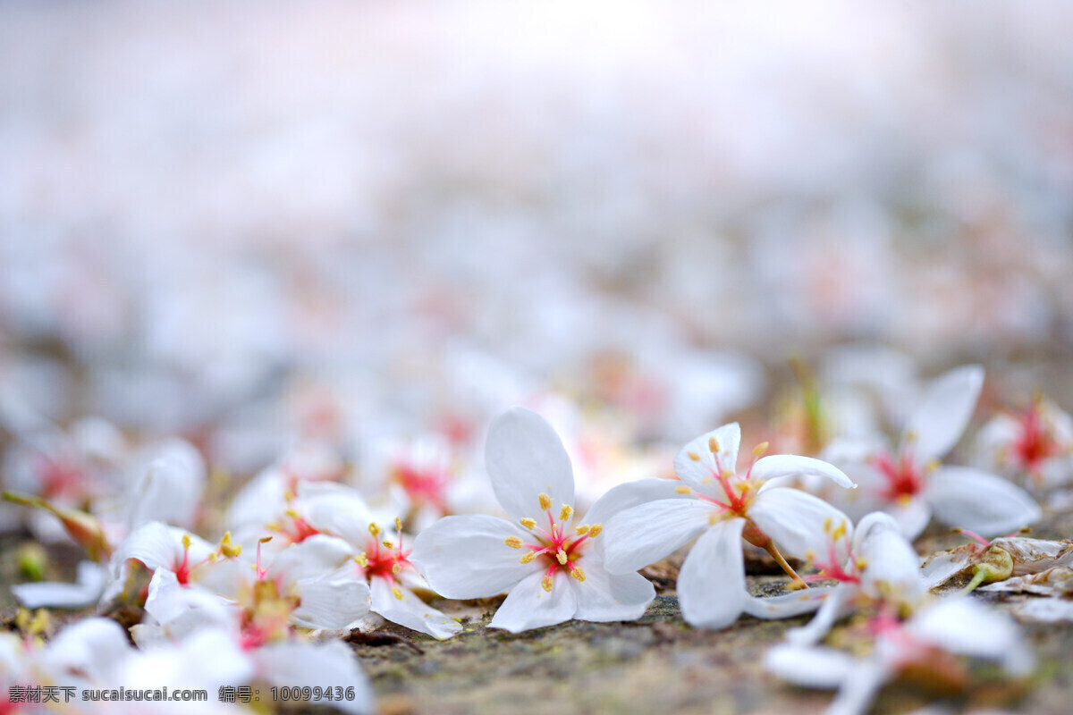 白色 純 淨 花 花朵 花卉 鲜花 白色純淨花 繁花似景 风景 生活 旅游餐饮