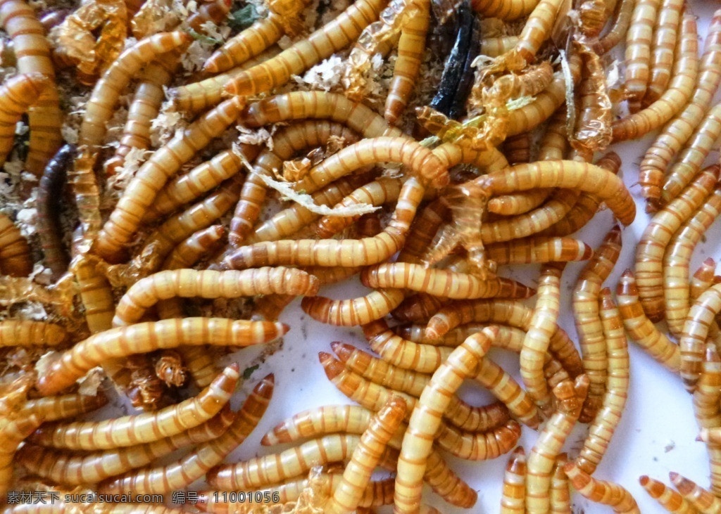 黄粉虫 面包虫 昆虫 毛虫 鸟食 生物世界