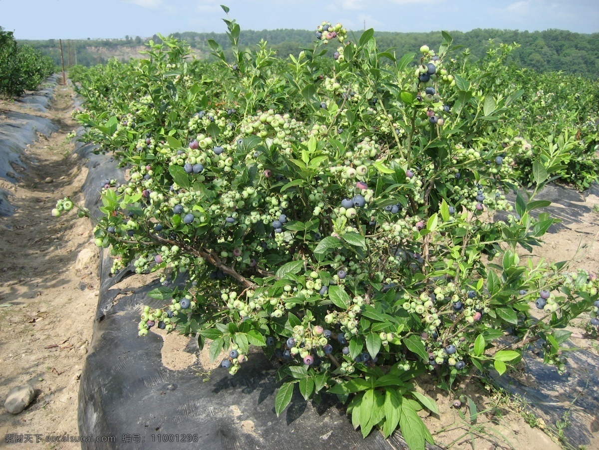 蓝莓 野生蓝莓 养殖蓝莓 高清蓝莓 浆果 蓝莓养殖基地 田园风光 自然景观