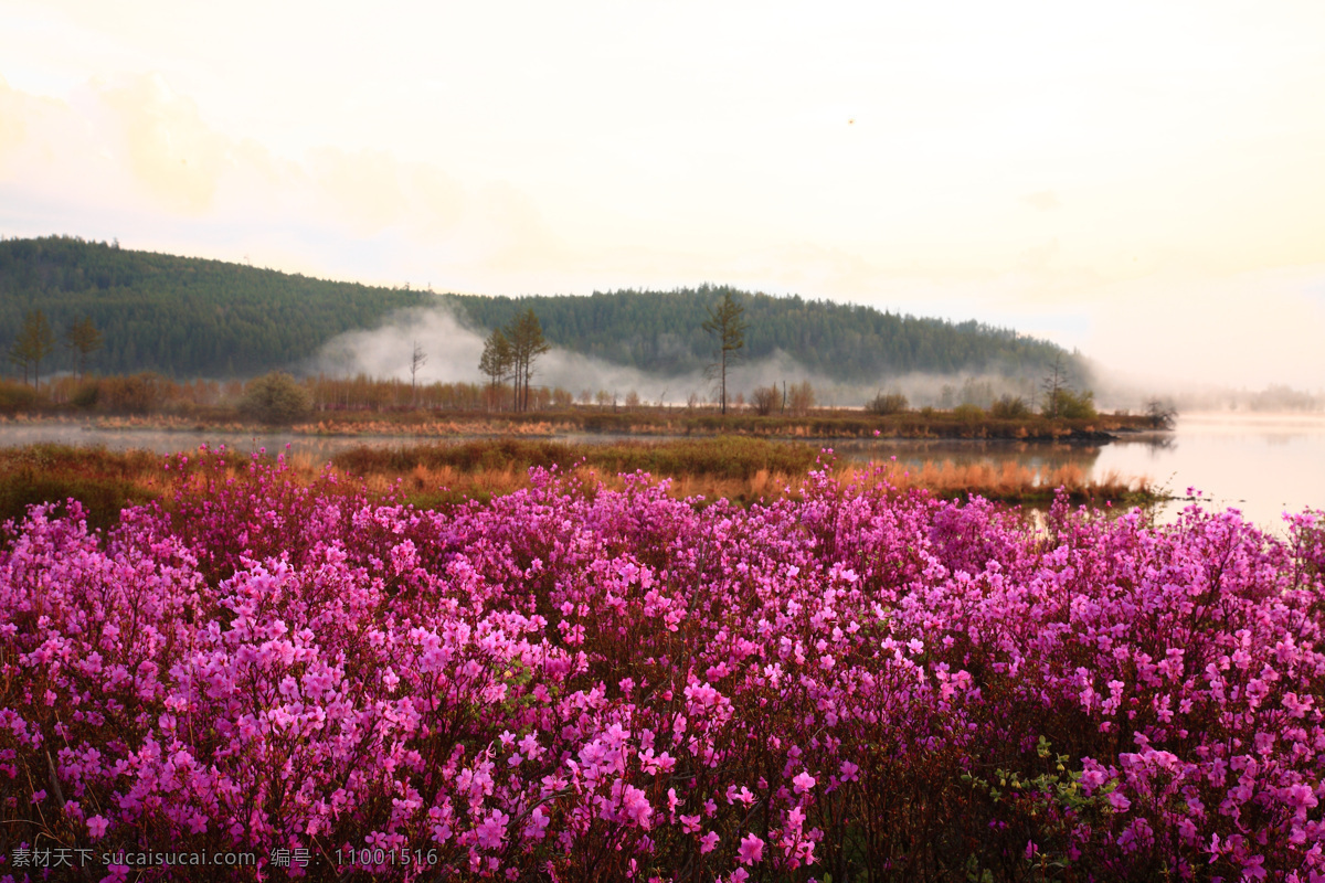 杜鹃花 自然风景 旅游摄影 阿尔山杜鹃花 花草 生物世界