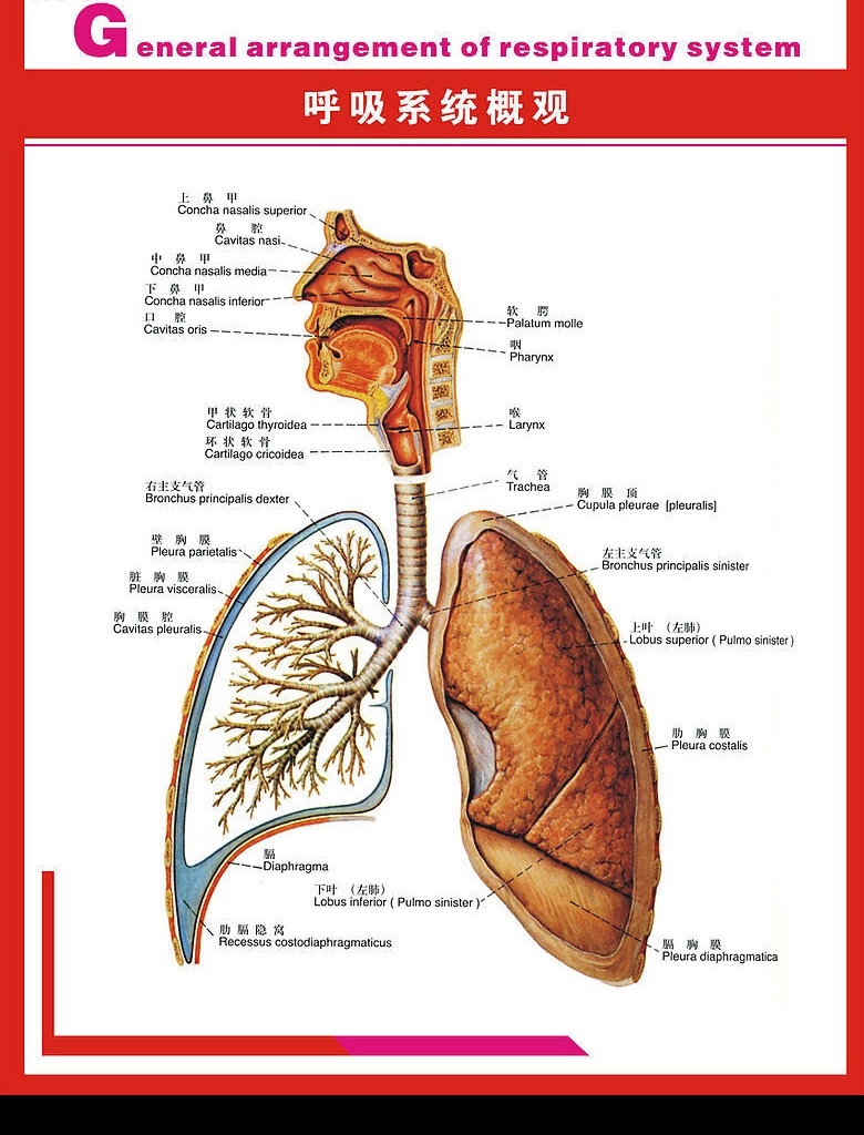 人体呼吸系统 呼吸 系统 生活百科 医疗保健 矢量图库 人体