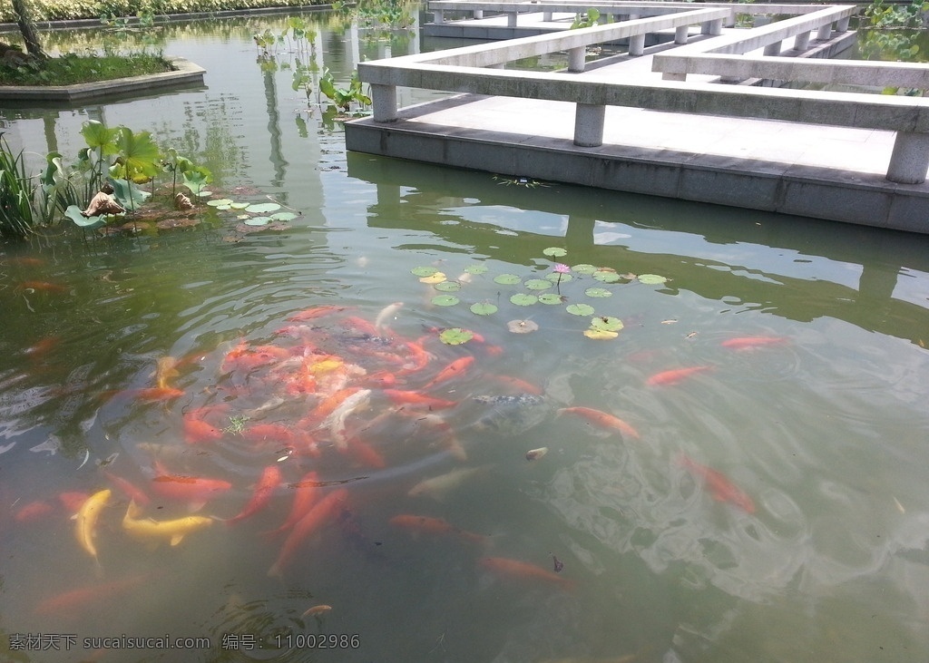 鲤鱼 鱼池 鱼塘 鱼群 生物世界 鱼类